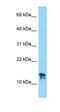 Galectin-related protein antibody, orb325952, Biorbyt, Western Blot image 