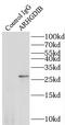 Rho GDP Dissociation Inhibitor Beta antibody, FNab00555, FineTest, Immunoprecipitation image 