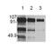 Hepatocyte Growth Factor antibody, LS-B3265, Lifespan Biosciences, Western Blot image 