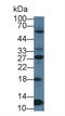 PTTG1 Regulator Of Sister Chromatid Separation, Securin antibody, LS-C374646, Lifespan Biosciences, Western Blot image 