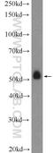 Sialidase-4 antibody, 12995-1-AP, Proteintech Group, Western Blot image 