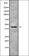 Prostaglandin E Receptor 1 antibody, orb336398, Biorbyt, Western Blot image 