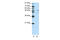 SMAD2 antibody, 28-923, ProSci, Western Blot image 
