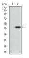 Dynamin-1-like protein antibody, TA336948, Origene, Western Blot image 