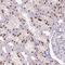 PHD Finger Protein 21B antibody, HPA053834, Atlas Antibodies, Immunohistochemistry frozen image 