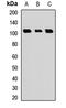 Elongin A2 antibody, orb412753, Biorbyt, Western Blot image 