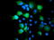 Sentrin-specific protease 2 antibody, TA800128, Origene, Immunofluorescence image 