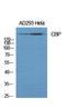 CREB Binding Protein antibody, A00205-1, Boster Biological Technology, Western Blot image 