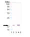 HspB5 antibody, ADI-SPA-223-F, Enzo Life Sciences, Western Blot image 