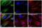 Rabbit IgG antibody, A27034, Invitrogen Antibodies, Immunofluorescence image 