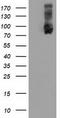Ubiquitin Specific Peptidase 5 antibody, TA501297S, Origene, Western Blot image 
