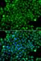 Complement Factor H Related 3 antibody, LS-B14352, Lifespan Biosciences, Immunofluorescence image 