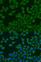 Phospholipase A2 Group IVC antibody, 23-158, ProSci, Immunofluorescence image 
