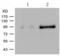 Vav Guanine Nucleotide Exchange Factor 1 antibody, TA324235, Origene, Western Blot image 