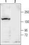 Potassium Sodium-Activated Channel Subfamily T Member 1 antibody, PA5-77638, Invitrogen Antibodies, Western Blot image 