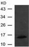 Inhibitor Of DNA Binding 2 antibody, TA321446, Origene, Western Blot image 