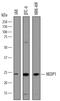 SUMO Peptidase Family Member, NEDD8 Specific antibody, AF7760, R&D Systems, Western Blot image 