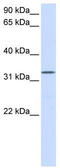 Docking Protein 5 antibody, TA344155, Origene, Western Blot image 