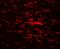 CDGSH Iron Sulfur Domain 2 antibody, A06387, Boster Biological Technology, Immunofluorescence image 