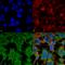 Protocadherin Gamma Subfamily C, 3 antibody, SMC-474D-FITC, StressMarq, Immunofluorescence image 