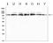 Exonuclease 1 antibody, A00536-2, Boster Biological Technology, Western Blot image 