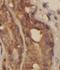 Ribosomal Protein L29 antibody, FNab09831, FineTest, Immunohistochemistry frozen image 
