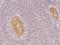 Receptor Accessory Protein 1 antibody, 204985-T08, Sino Biological, Immunohistochemistry paraffin image 