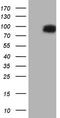 HR1 antibody, LS-C790289, Lifespan Biosciences, Western Blot image 