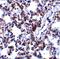 B Cell Receptor Associated Protein 31 antibody, A03767, Boster Biological Technology, Immunohistochemistry frozen image 