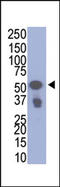 VSV-G epitope tag antibody, AP11022PU-N, Origene, Western Blot image 