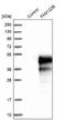 Family With Sequence Similarity 122B antibody, NBP1-90508, Novus Biologicals, Western Blot image 