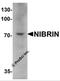 Nibrin antibody, 6839, ProSci, Western Blot image 