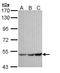 Potassium Voltage-Gated Channel Subfamily J Member 3 antibody, LS-C186022, Lifespan Biosciences, Western Blot image 