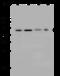 Zinc Finger Protein 830 antibody, 200008-T46, Sino Biological, Western Blot image 