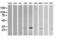 Klk8 antibody, M03901, Boster Biological Technology, Western Blot image 