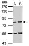 IK Cytokine antibody, LS-C185981, Lifespan Biosciences, Western Blot image 