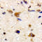 CAMP Regulated Phosphoprotein 21 antibody, LS-C368562, Lifespan Biosciences, Immunohistochemistry frozen image 