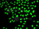 DNA Polymerase Delta 3, Accessory Subunit antibody, A7243, ABclonal Technology, Immunofluorescence image 