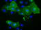 Butyrophilin Subfamily 1 Member A1 antibody, TA501532, Origene, Immunofluorescence image 