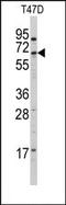Cytochrome P450 4X1 antibody, AP14736PU-N, Origene, Western Blot image 