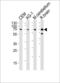 Metal Response Element Binding Transcription Factor 2 antibody, LS-C158324, Lifespan Biosciences, Western Blot image 