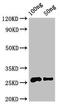 Sterol Carrier Protein 2 antibody, orb52050, Biorbyt, Western Blot image 