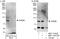 Phosphodiesterase 8B antibody, NBP1-71817, Novus Biologicals, Immunoprecipitation image 