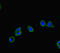 FERM Domain Containing 5 antibody, LS-C677986, Lifespan Biosciences, Immunofluorescence image 