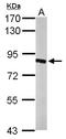 Hydroxysteroid 17-Beta Dehydrogenase 4 antibody, LS-C186386, Lifespan Biosciences, Western Blot image 