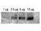 ATP Binding Cassette Subfamily B Member 1 antibody, TA319318, Origene, Western Blot image 