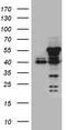NFKB Inhibitor Epsilon antibody, TA810720S, Origene, Western Blot image 