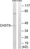 Carbohydrate Sulfotransferase 8 antibody, LS-C119806, Lifespan Biosciences, Western Blot image 
