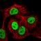 Protein strawberry notch homolog 1 antibody, HPA042388, Atlas Antibodies, Immunocytochemistry image 