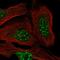 F-Box Protein 48 antibody, HPA049775, Atlas Antibodies, Immunofluorescence image 